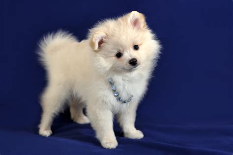 German Spitz vs Pomeranian: What Are the Differences? | Hepper