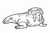 20  Walrus Coloring Pages Free Printable PDF & Online sketch template