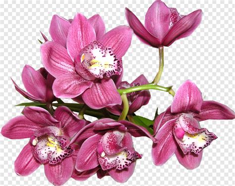 Orchid #668358 - Free Icon Library