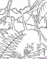 Safari coloring Pages  how To Draw A rainforest Step 6 Rainforest sketch template