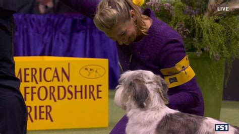 Video Westminster Dog Show winner makes history - ABC News