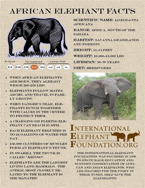 Today we present to you the African Elephant ZooFacts! International Elephant Foundation: http ...