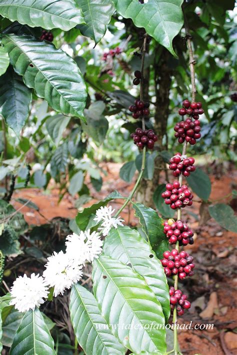 Tales Of A Nomad: Coorg- Beyond the Coffee Plantations