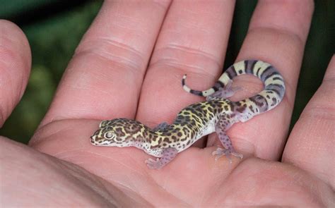 Coleonyx brevis, Texas banded gecko, Nathan Hall Reptilia, Ball Python, Geckos, Lizard, Dwarf ...