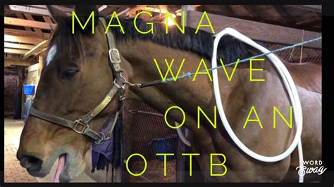 Magna Wave PEMF Treatment for an OTTB Event Horse - YouTube