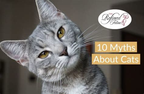 10 Myths About Cats - The Refined Feline