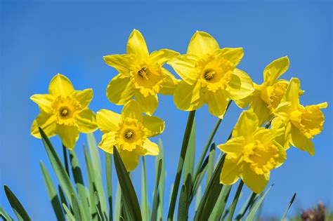 Britten gewaarschuwd om geen narcissen te eten | Foto | AD.nl