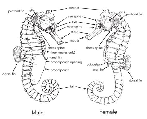 Micro Post: Seahorse |MyRokan