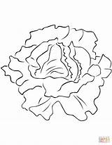 Lettuce coloring Page  Free Printable Coloring Pages sketch template