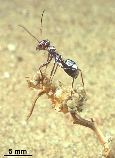 What allows the Saharan silver ant to cool off on vegetation and work mid-day? (Photo by Rüdiger ...