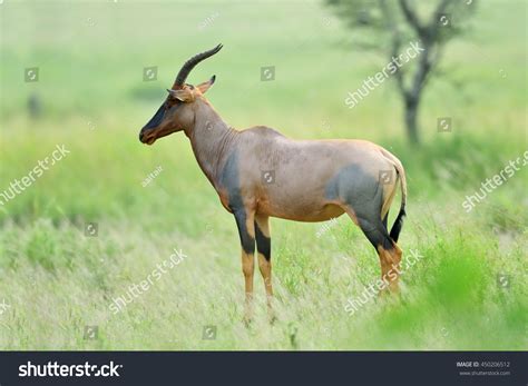 Topi Antelope African Natural Park Stock Photo (Edit Now) 450206512