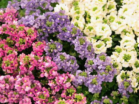 Nemesia Perennial Flower | Best Flower Site