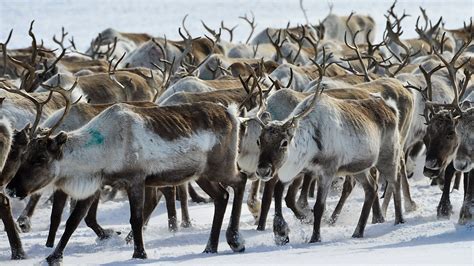 BBC Four - All Aboard! The Great Reindeer Migration