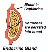 Human Biology - Endocrine System Flashcards | Quizlet