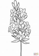 Lavender coloring page  Free Printable Coloring Pages sketch template