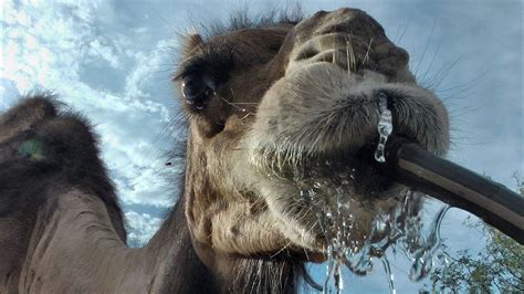 Camel drinks from the hose - YouTube