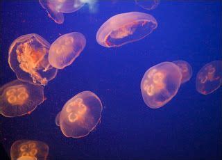 Beautiful jellyfish habitat migration | Jellyfish pictures, Jellyfish facts, Jellyfish habitat