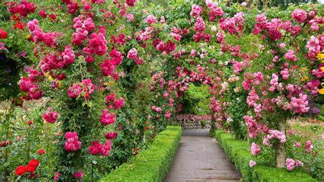 Rose Garden Wallpaper Download