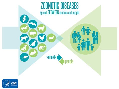 Wildlife Diseases and Pandemics: Causes and Possible Solutions ...