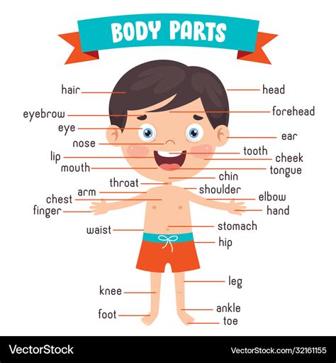 Body Parts Names Human Anatomy | Images and Photos finder