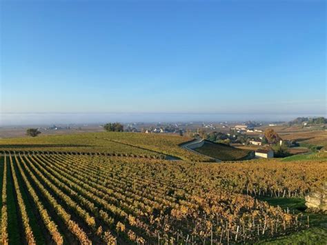 Saint-Émilion vineyards in autumn – in pictures - Chateau Bauduc