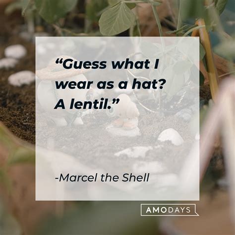 24 Marcel the Shell Quotes That Give A New Perspective on Life