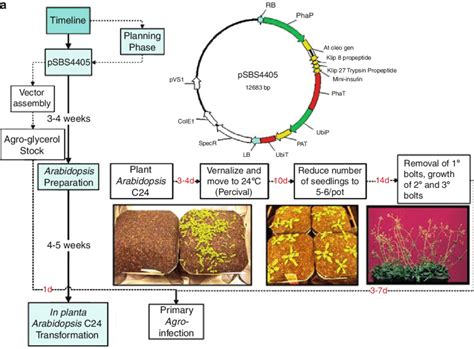 Integrated timeline of Arabidopsis thaliana in planta transformation... | Download Scientific ...