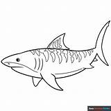 Tiger Shark Coloring Page  Easy Drawing Guides sketch template