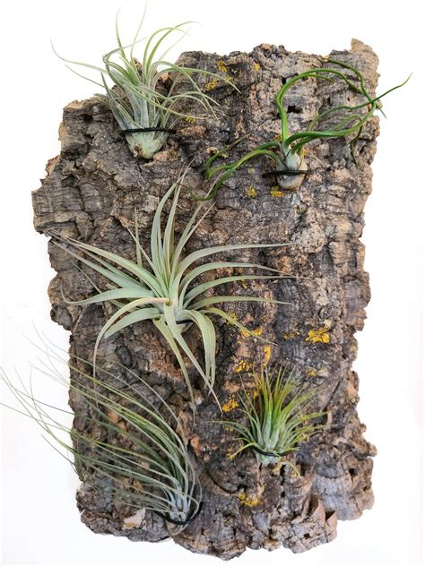 Vertical Garden Wall Decor Live Plant Wall Air Plant Gift - Etsy