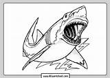 Shark Coloring Pages Printable sketch template
