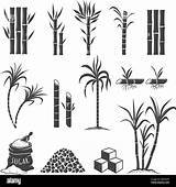Sugar Cane plant Illustration Hi Res Stock Photography And Images  Alamy sketch template