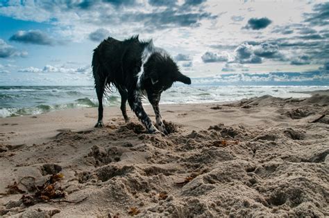 Dog Friendly Beaches - Llyn Peninsula, North Wales - West Point