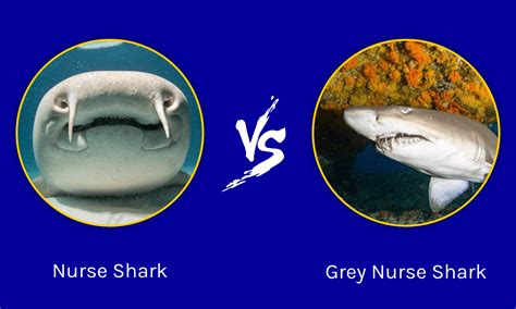 Nurse Shark กับ Grey Nurse Shark: อธิบายความแตกต่างที่สำคัญ | Newagepitbulls