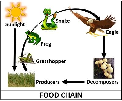 Difference Between Food Chain and Food Web (with Comparison Chart) - Biology Reader