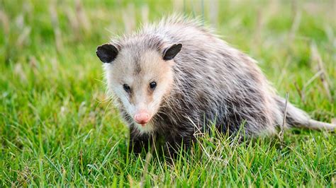 Zarigüeya, un pequeño marsupial muy dormilón