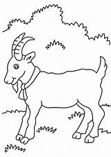 Billy Goat Coloring Page sketch template