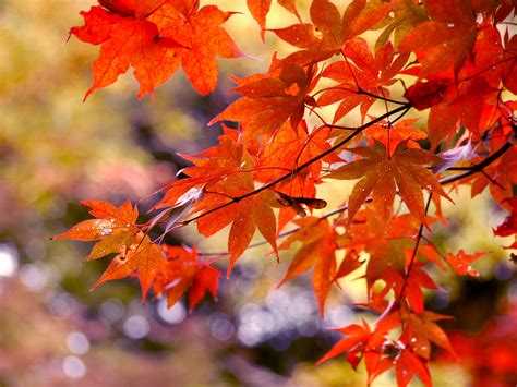 Autumn Leaves - Bing images | Autumn leaves, Trees to plant, Fall wallpaper