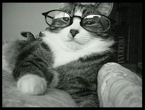 Guys With Glasses: Cat With Glasses