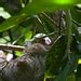 Baby sloth | Flickr - Photo Sharing!