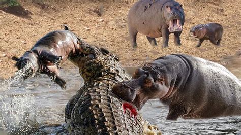 Angry Hippo Kills Crocodile To Avenge Baby Hippo - Wild Animals Attack 2022 - YouTube