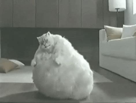 Fat Cat GIFs - Find & Share on GIPHY