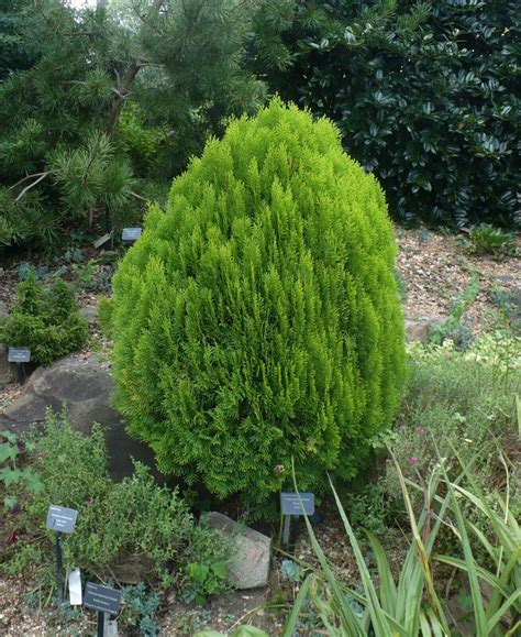 Oriental Arborvitae Platycladus orientalis 10 Seeds