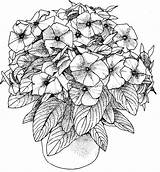 Free Printable Flower Coloring Pages For Adults sketch template
