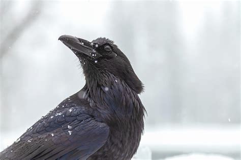 Raven Snow – Telegraph