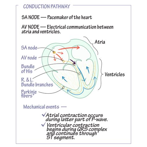 Cardiac Conduction Pathway