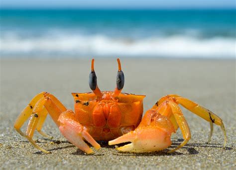 Debout les crabes la mer monte, debu le krab la mer mot