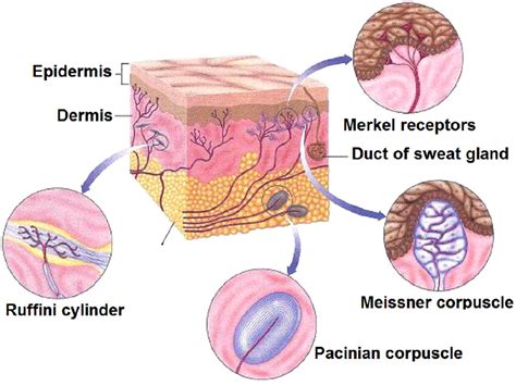 Four different types of mechanoreceptors. Adapted from Chen (2014 ...