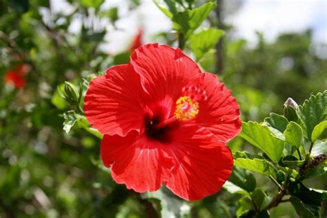 National Flower of Tonga | Heilala Flower of Tonga | National Flowers by Country