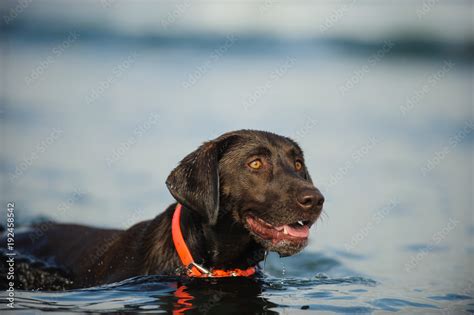 Chocolate Lab Puppies Swimming