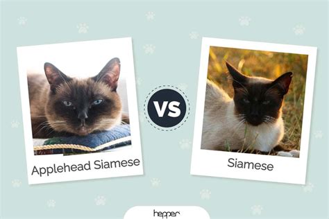 Applehead Siamese vs Siamese Cat: Pictures, Differences & Which to ...